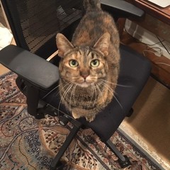 taz